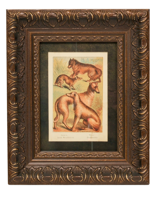 Set of 3 Framed Antique Dog Chromolithographs