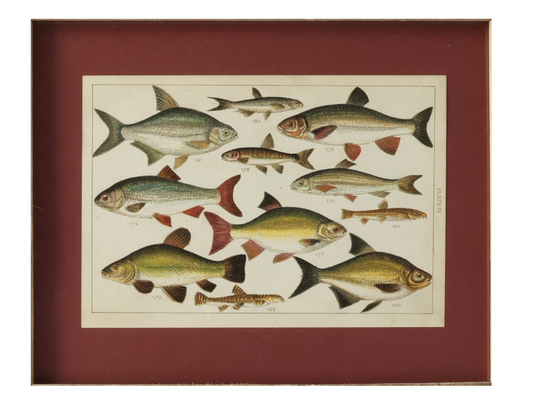 Framed Antique Freshwater Fish Chromolithograph – Rare Original Marine Print
