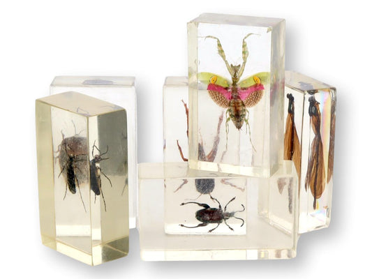Entomology "Bugs" Science Specimens, S/5
