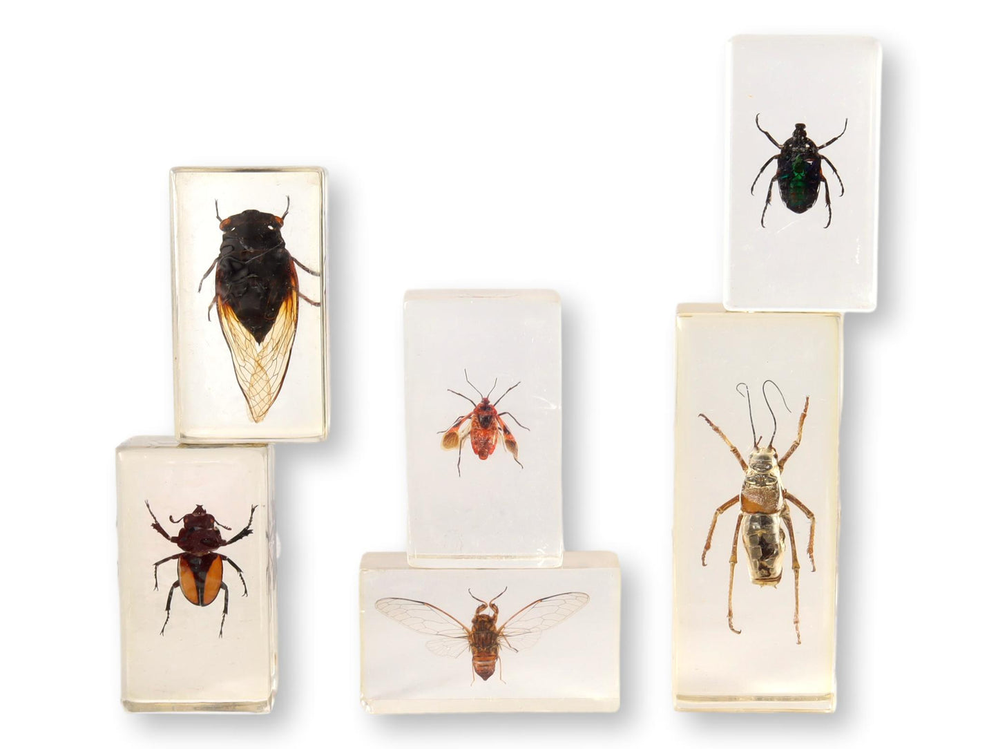 Entomology "Bugs" Science Specimens, S/6
