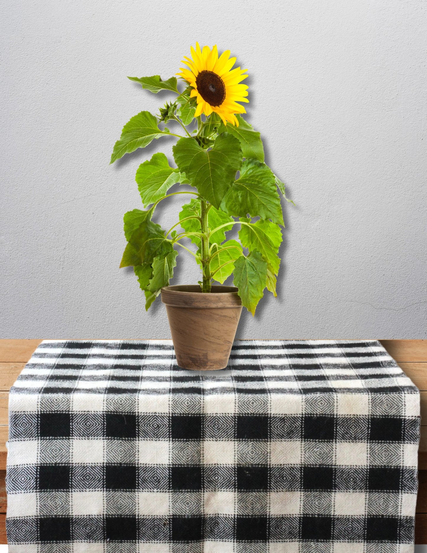 French Checkered Hemp Mohair Runner