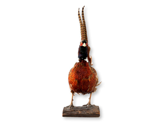 Midcentury Taxidermy Ring-Neck Pheasant