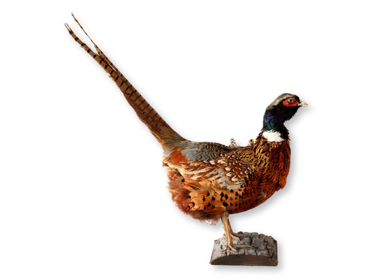 Midcentury Taxidermy Ring-Neck Pheasant