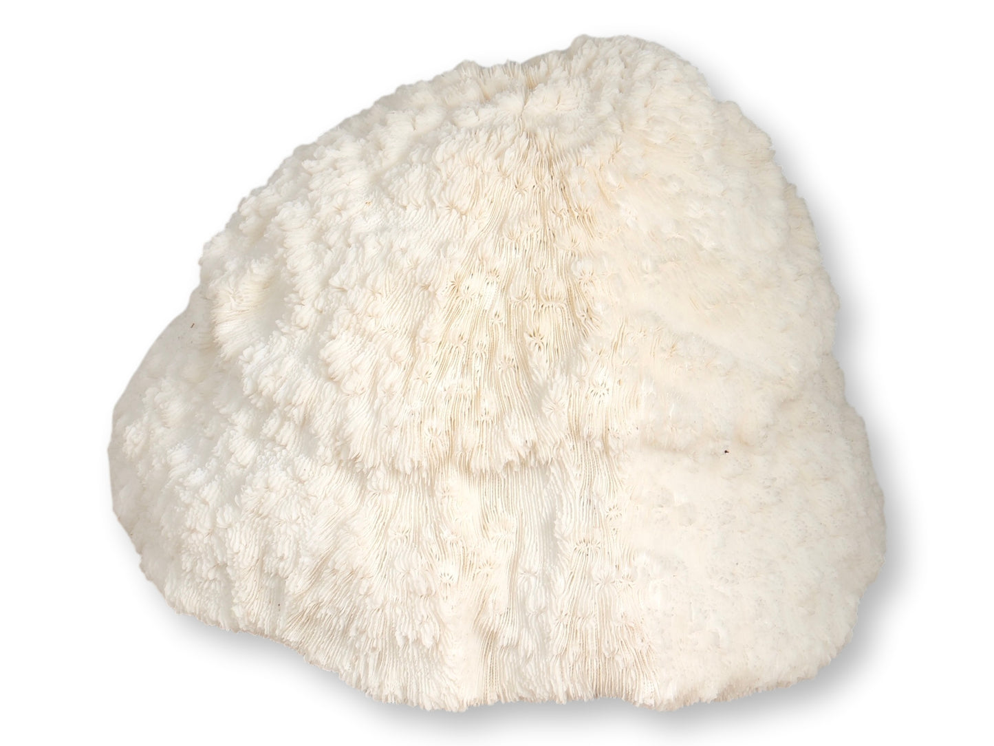 Large Natural Coral Bowl