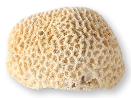 Vintage Natural Brain Coral Specimen