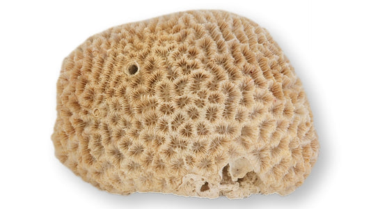 Vintage Natural Brain Coral Specimen