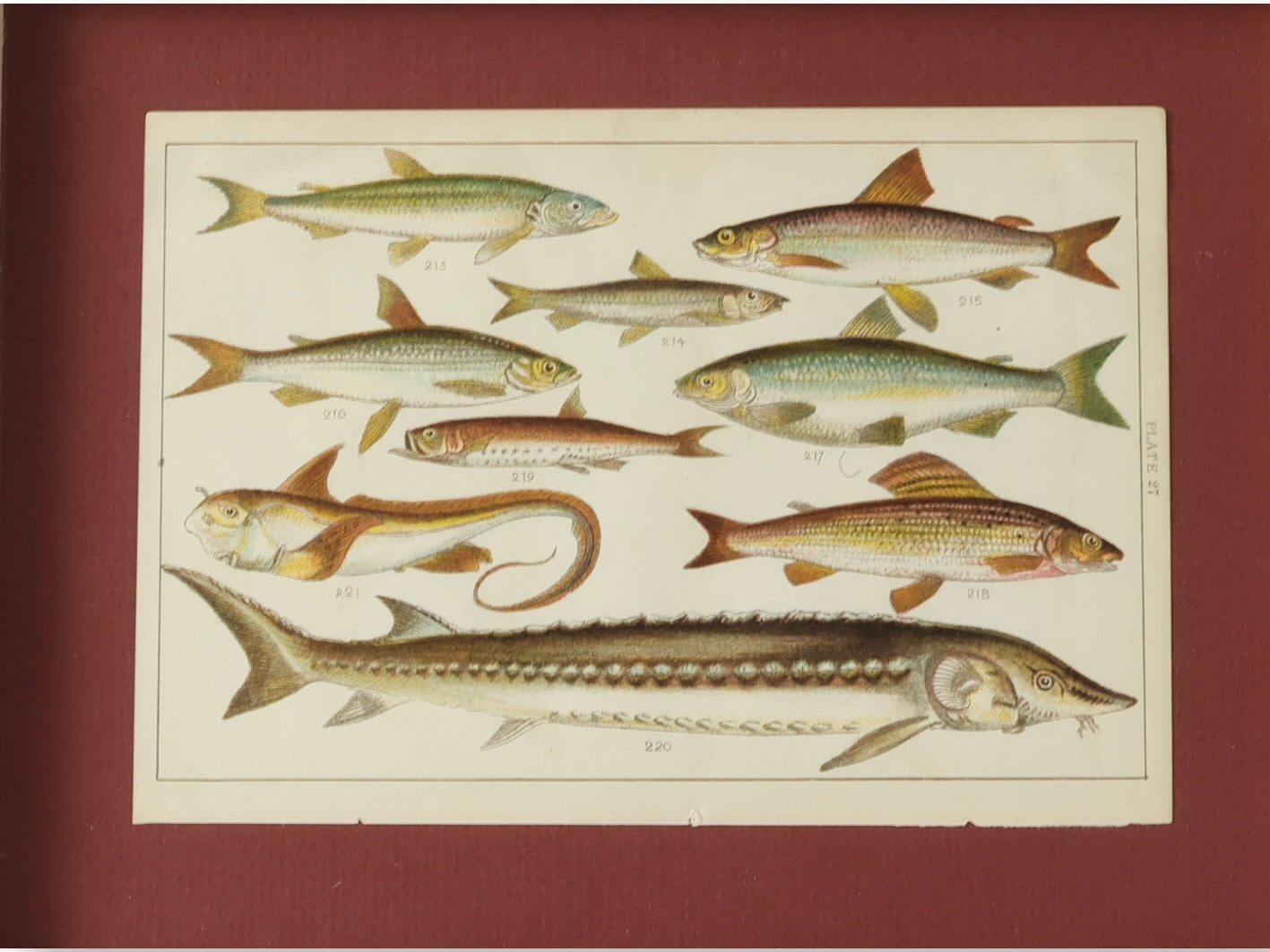 Framed Antique Fish Chromolithograph – Rare Original Marine Print