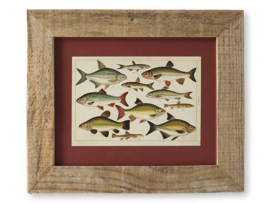 Framed Antique Freshwater Fish Chromolithograph – Rare Original Marine Print