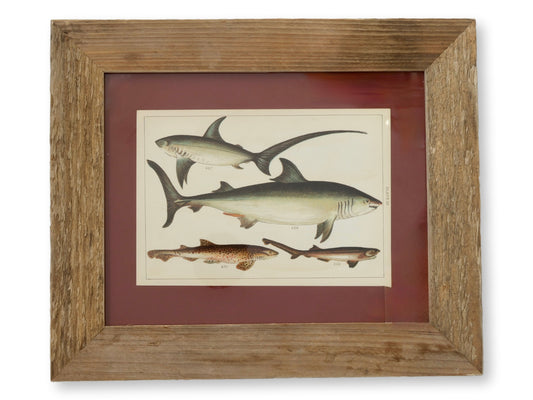 Framed Antique Shark Chromolithograph – Rare Original Marine Print