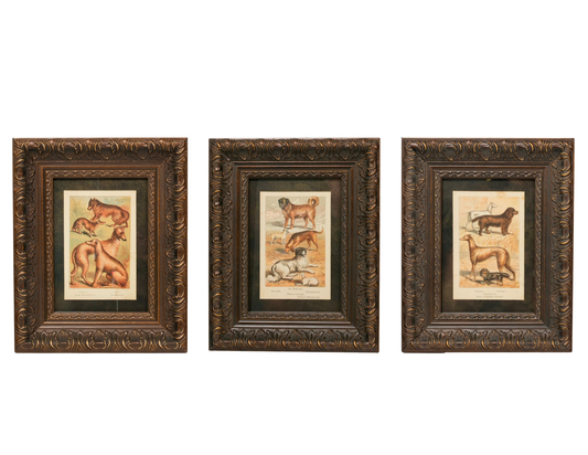 Set of 3 Framed Antique Dog Chromolithographs