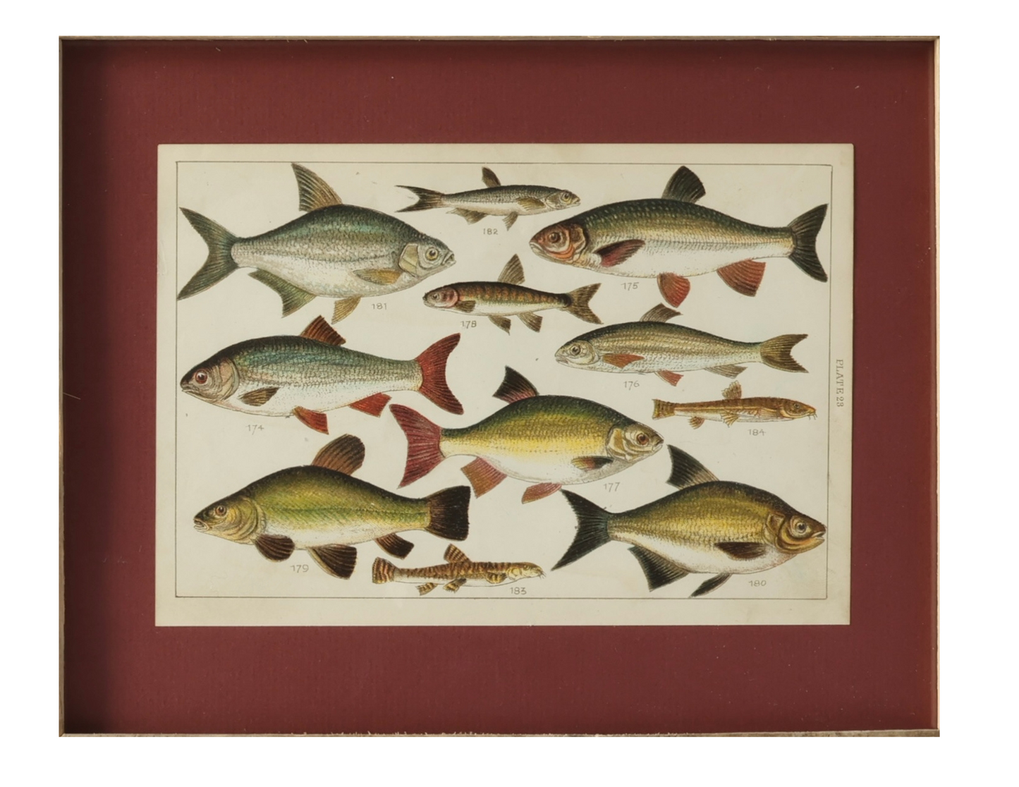 Framed Antique Freshwater Fish Chromolithograph – Rare Original Marine Print