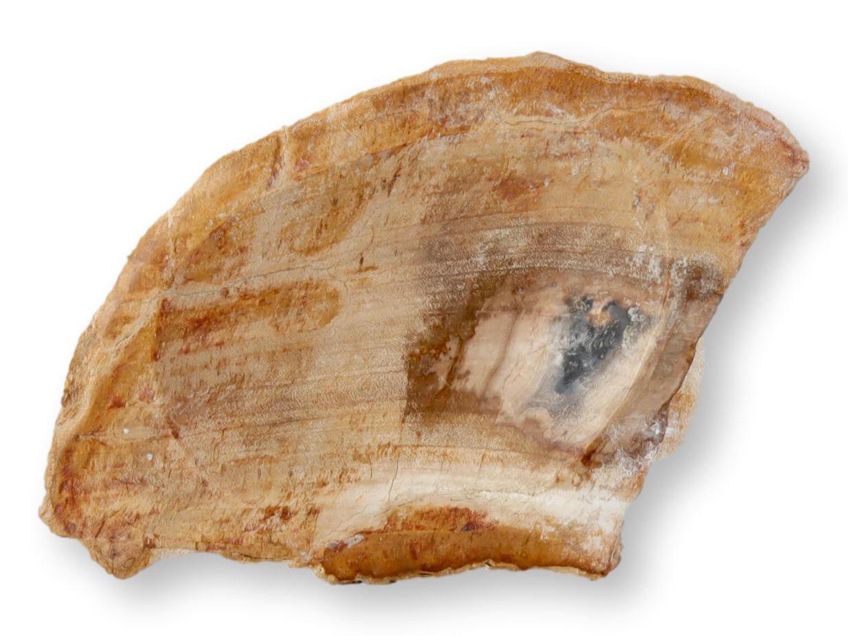 Petrified Wood Bowl