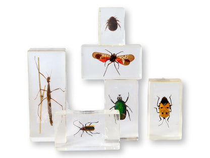 Entomology "Bugs" Science Specimens, S/6