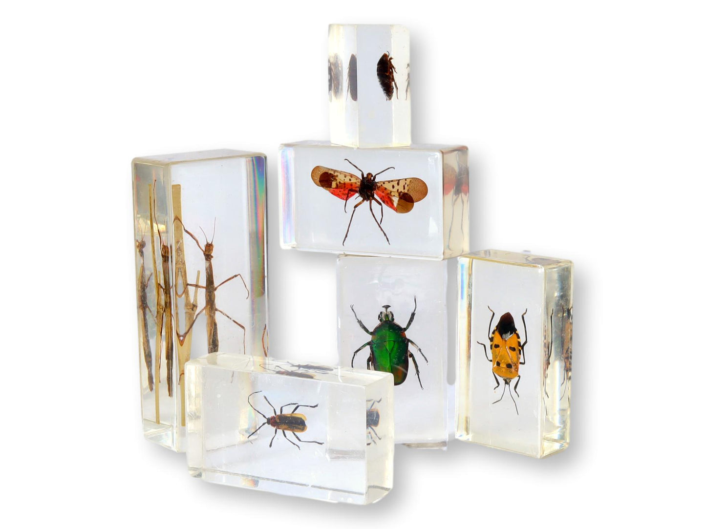 Entomology "Bugs" Science Specimens, S/6