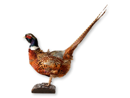 Midcentury Taxidermy Ring-Neck Pheasant