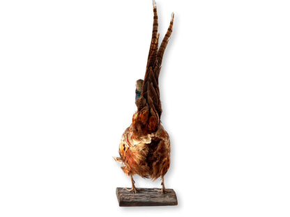 Midcentury Taxidermy Ring-Neck Pheasant