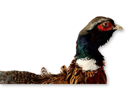 Midcentury Taxidermy Ring-Neck Pheasant