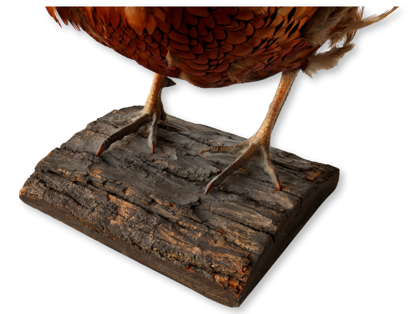 Midcentury Taxidermy Ring-Neck Pheasant