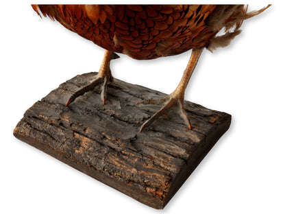 Midcentury Taxidermy Ring-Neck Pheasant