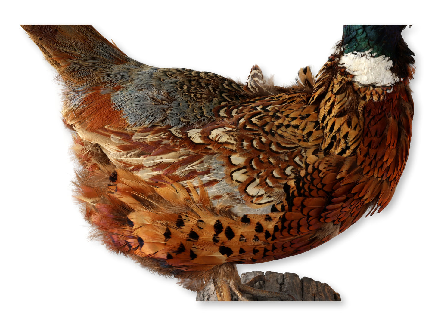 Midcentury Taxidermy Ring-Neck Pheasant