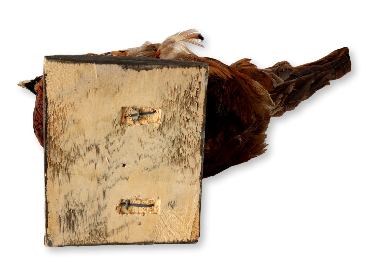 Midcentury Taxidermy Ring-Neck Pheasant