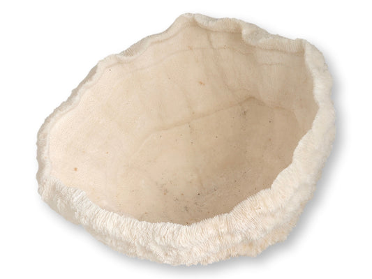 Large Natural Coral Bowl