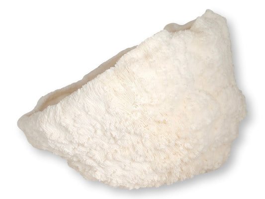 Large Natural Coral Bowl