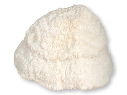 Large Natural Coral Bowl