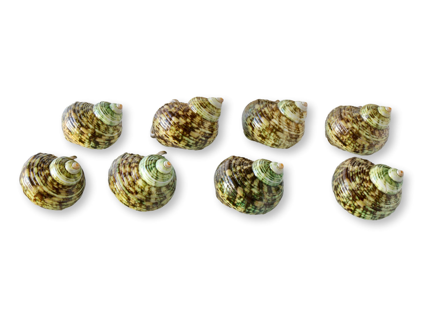 Midcentury Natural Shell Napkin Rings