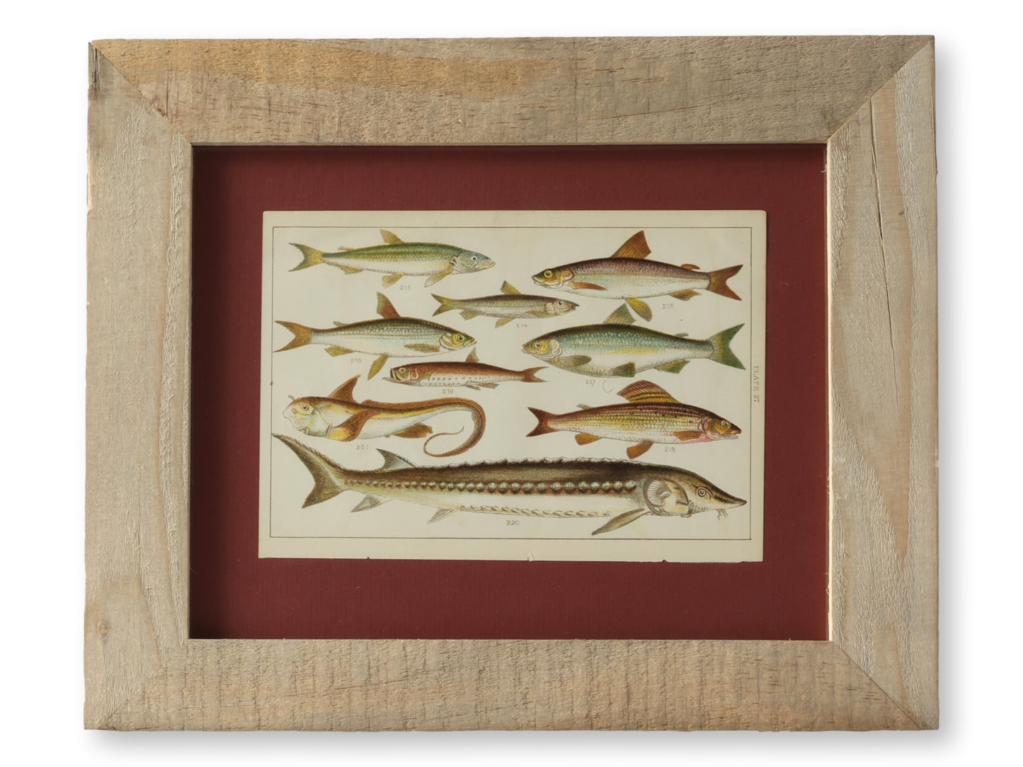 Framed Antique Fish Chromolithograph – Rare Original Marine Print