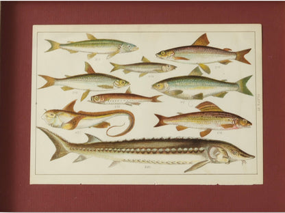 Framed Antique Fish Chromolithograph – Rare Original Marine Print