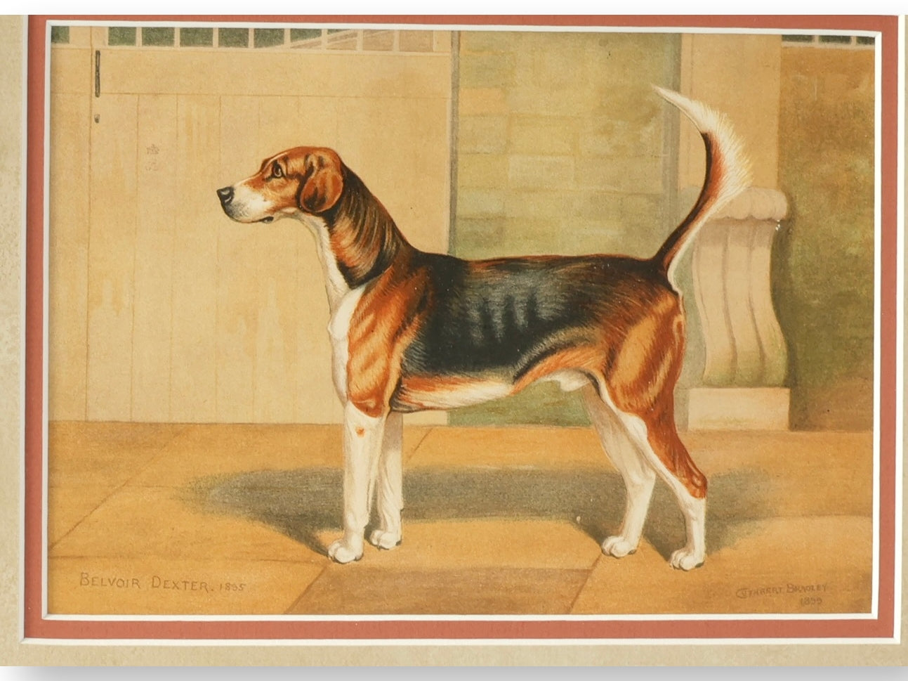 Belvoir Dexter, 1885 — English Sporting Dog Lithograph after G.H. Burgess