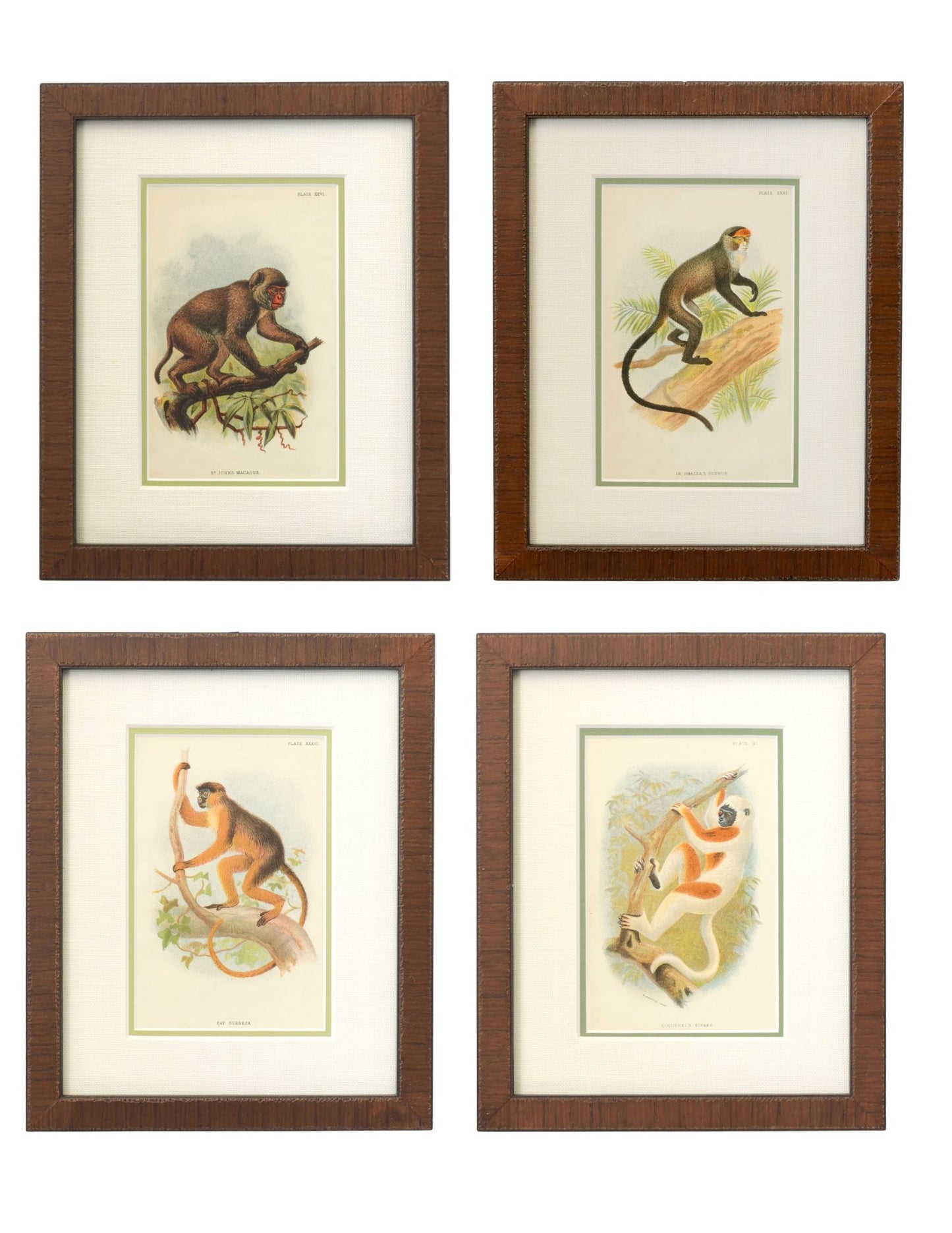 Antique Natural History Monkey Chromolithographs