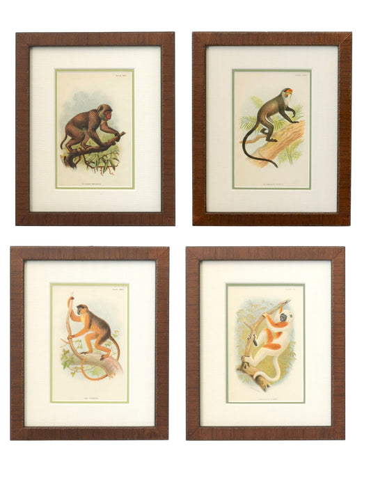 Antique Natural History Monkey Chromolithographs