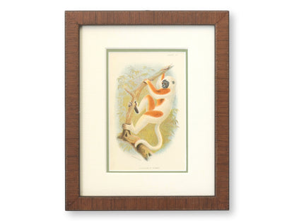 Antique Natural History Monkey Chromolithographs