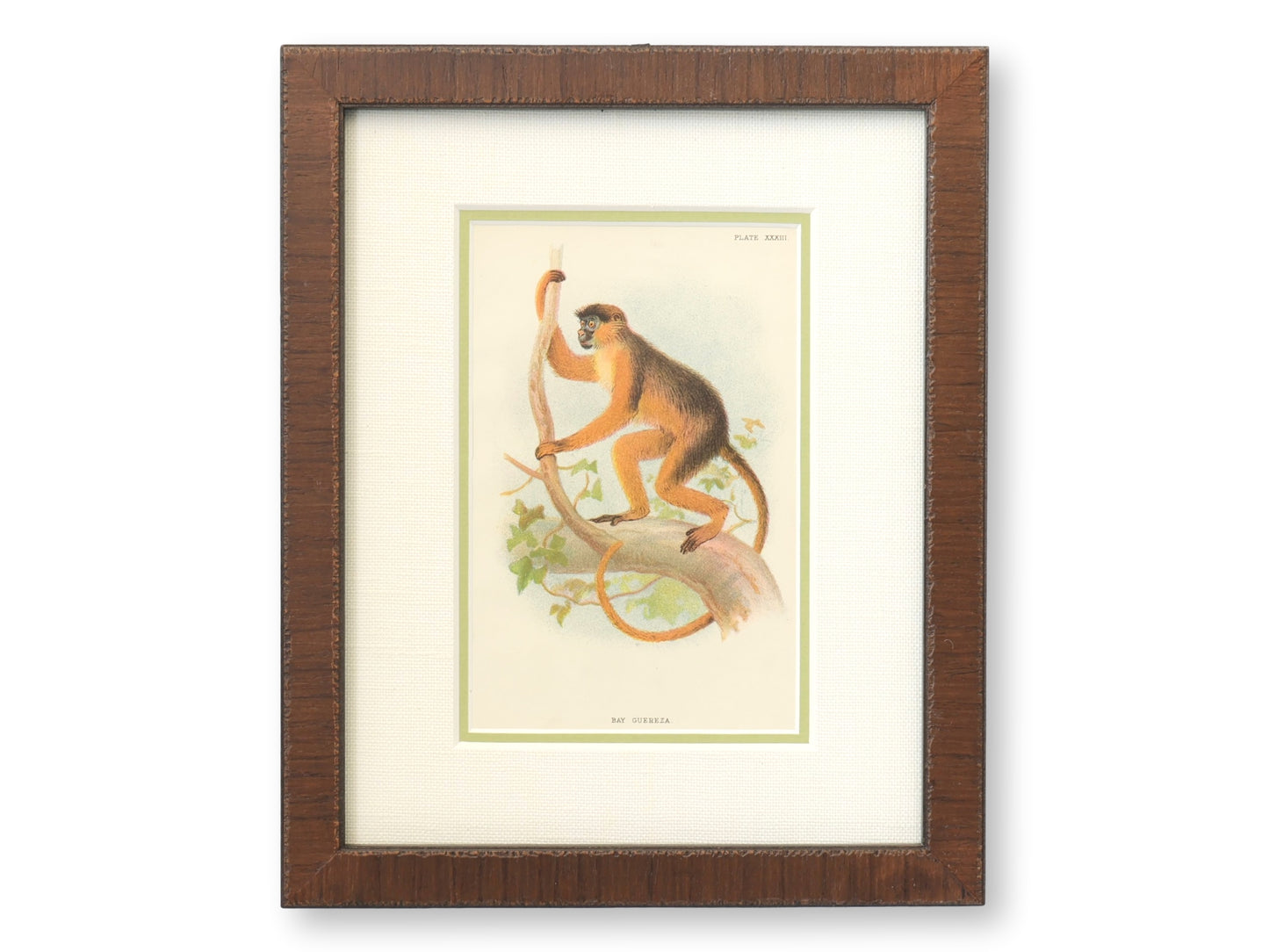 Antique Natural History Monkey Chromolithographs