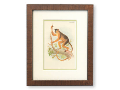 Antique Natural History Monkey Chromolithographs