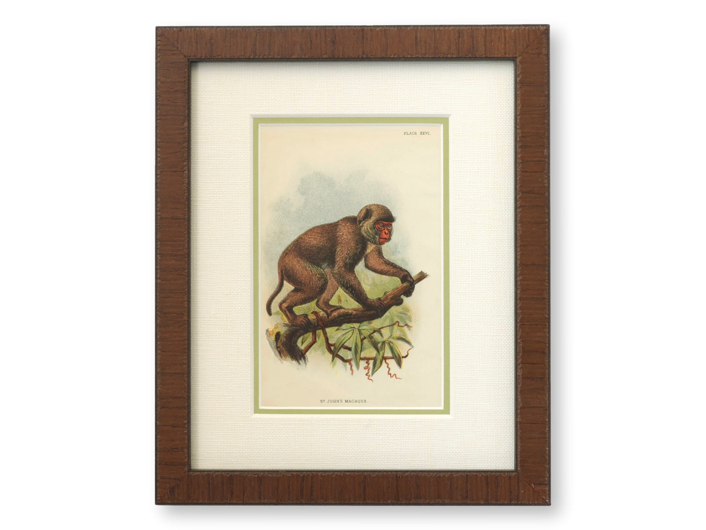 Antique Natural History Monkey Chromolithographs