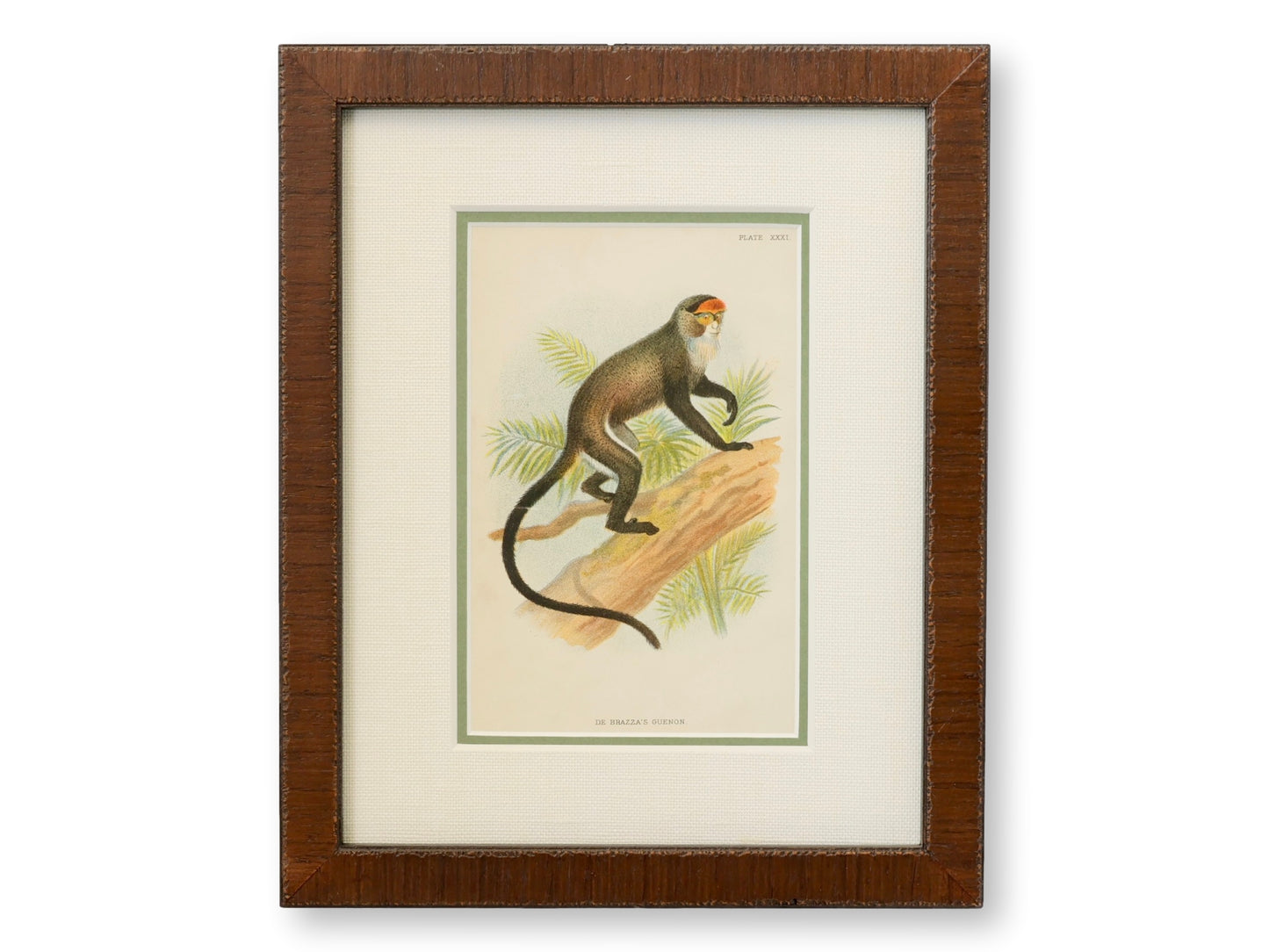 Antique Natural History Monkey Chromolithographs
