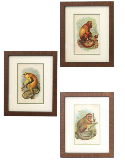 Antique Natural History Monkey Chromolithographs, Framed Set of 3