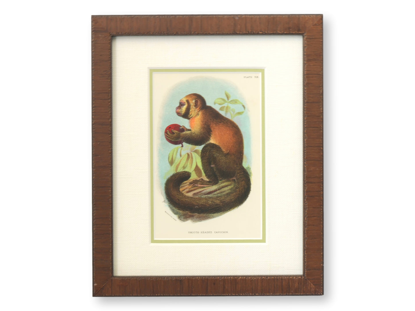 Antique Natural History Monkey Chromolithographs, Framed Set of 3
