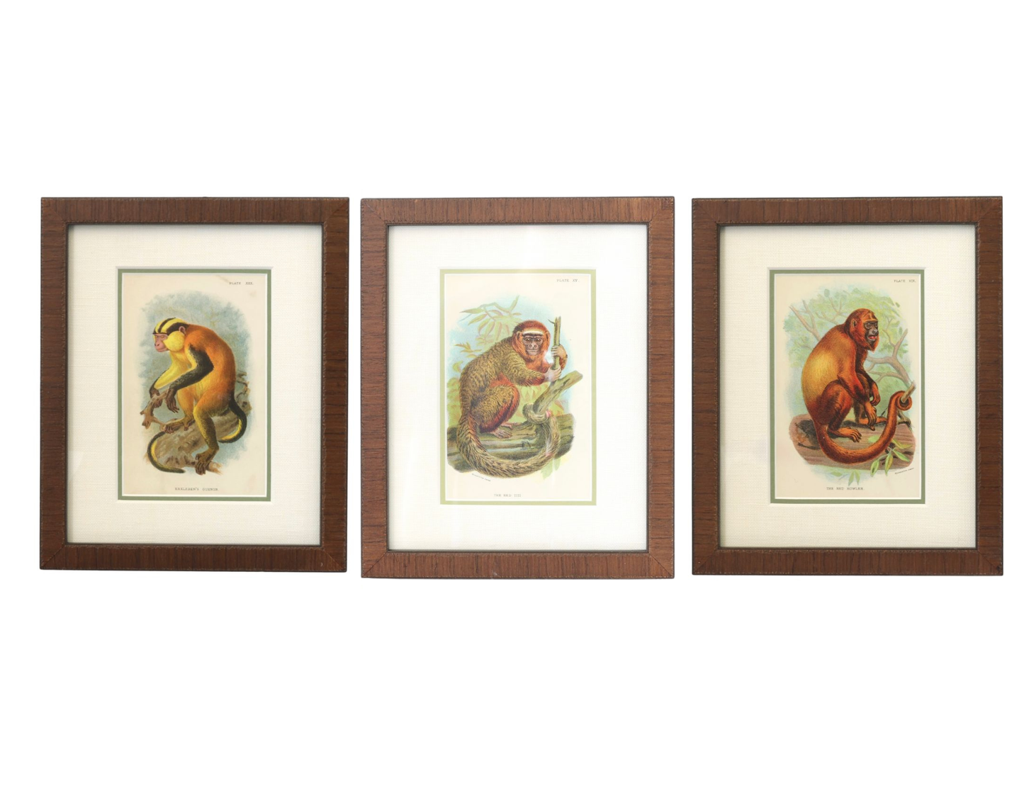 Antique Natural History Monkey Chromolithographs, Framed Set of 3