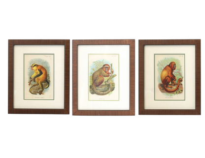 Antique Natural History Monkey Chromolithographs, Framed Set of 3